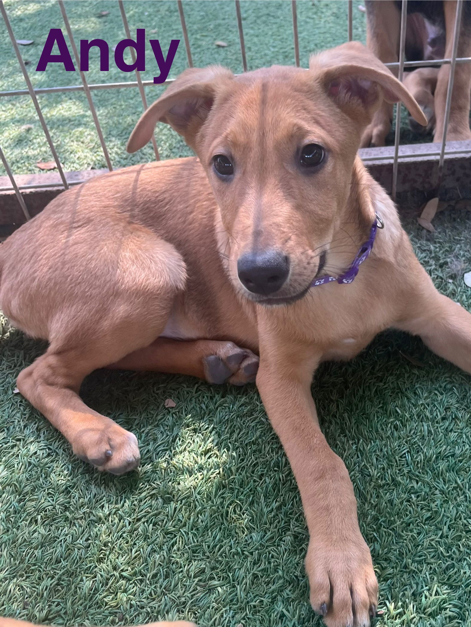 Andy, an adoptable German Shepherd Dog, Vizsla in Pipe Creek, TX, 78063 | Photo Image 2