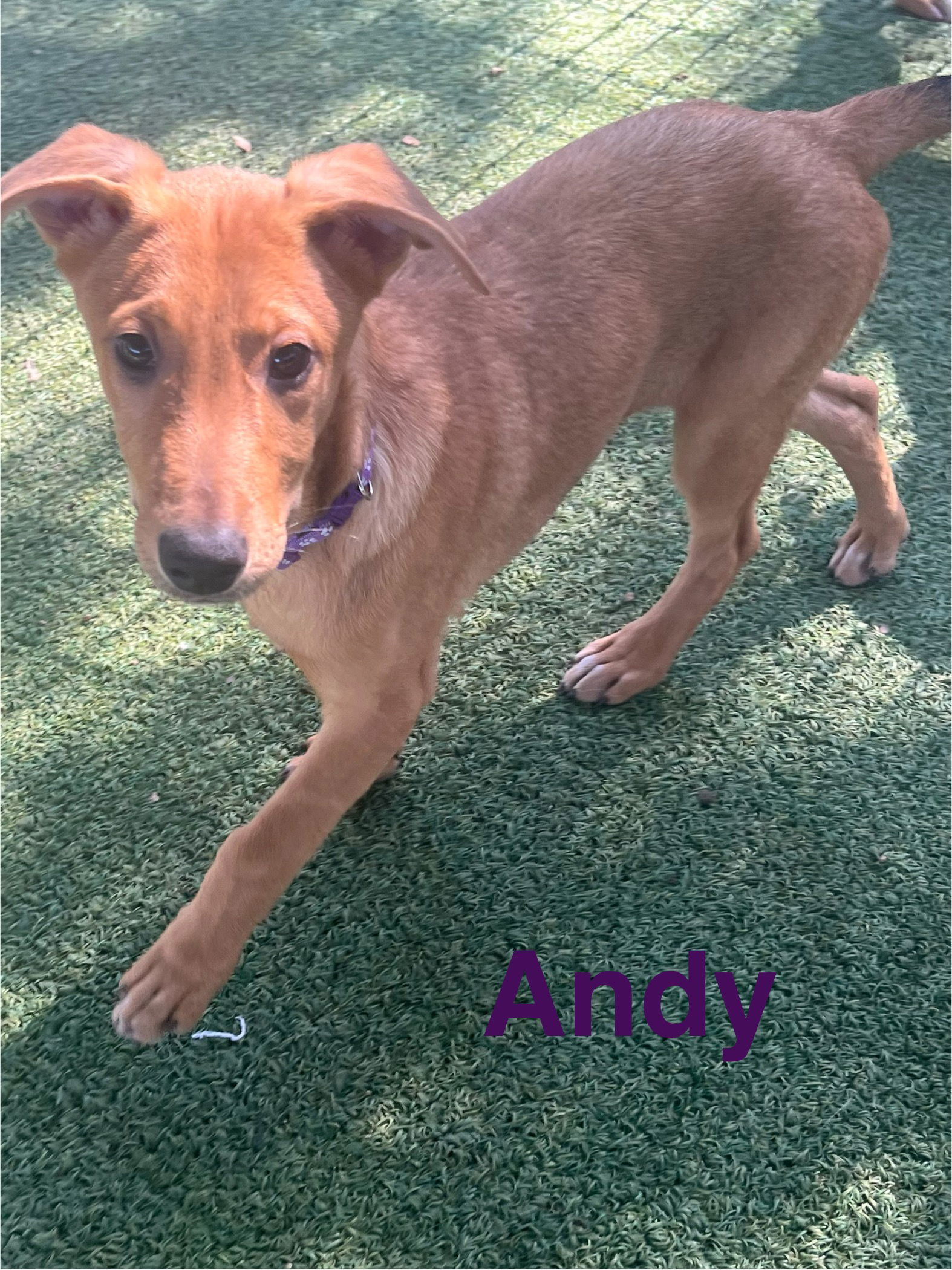 Andy, an adoptable German Shepherd Dog, Vizsla in Pipe Creek, TX, 78063 | Photo Image 3