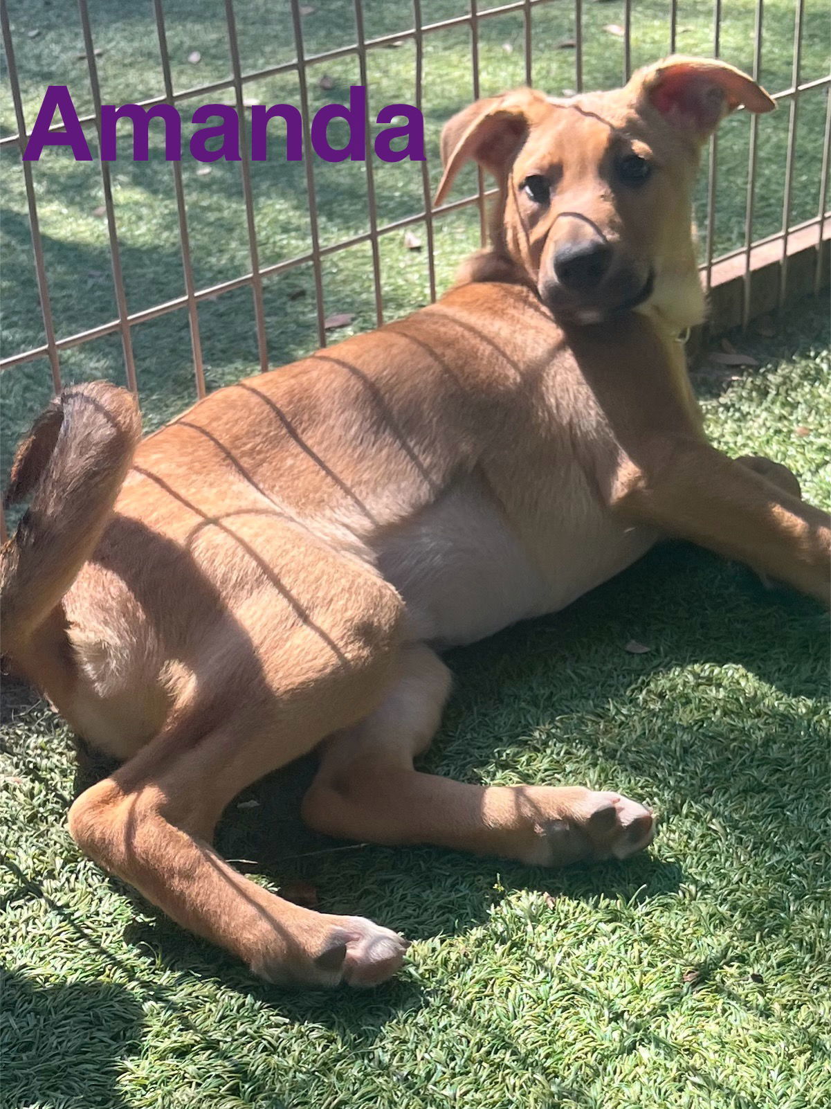 Amanda, an adoptable German Shepherd Dog, Vizsla in Pipe Creek, TX, 78063 | Photo Image 1