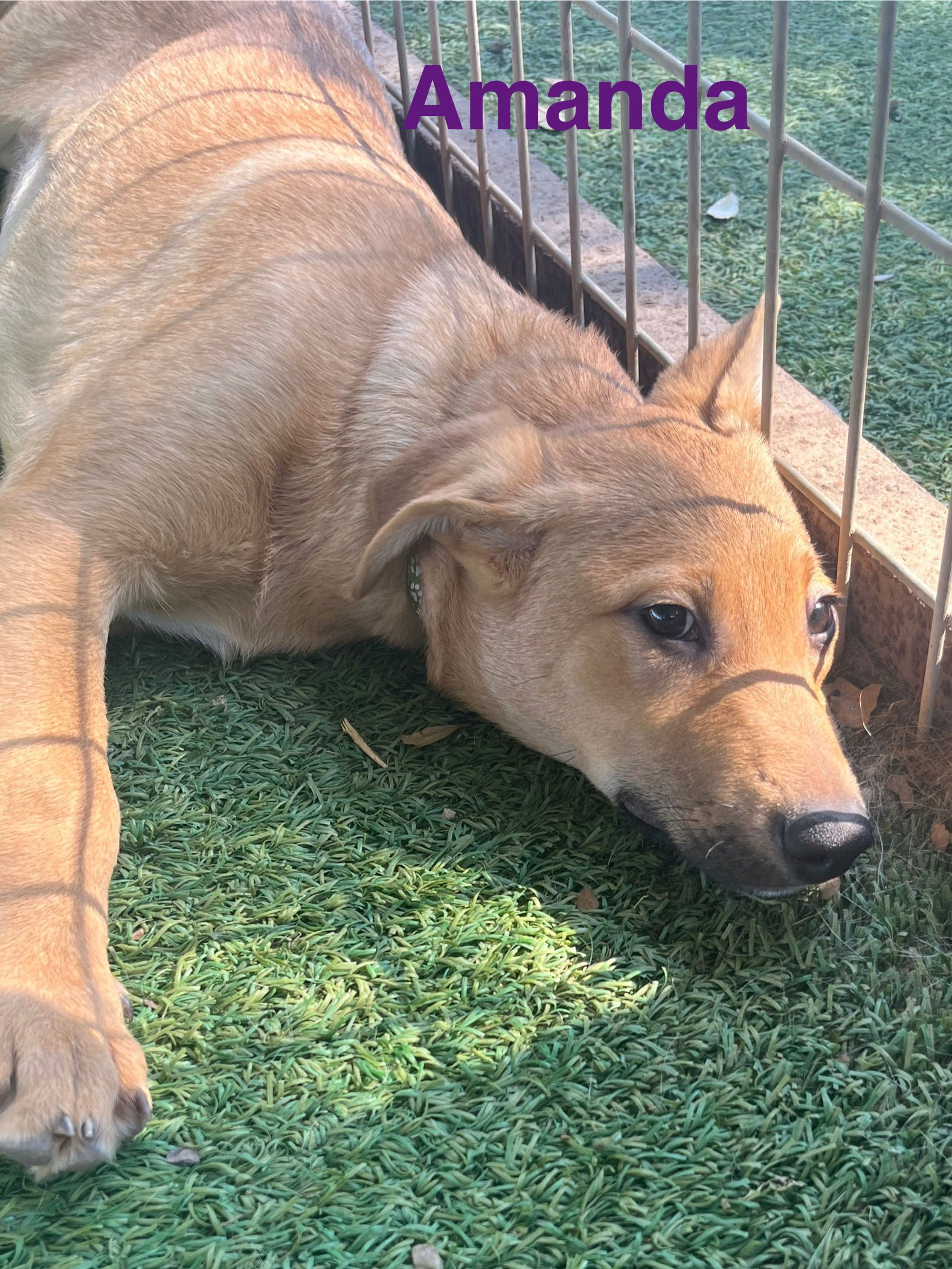 Amanda, an adoptable German Shepherd Dog, Vizsla in Pipe Creek, TX, 78063 | Photo Image 2