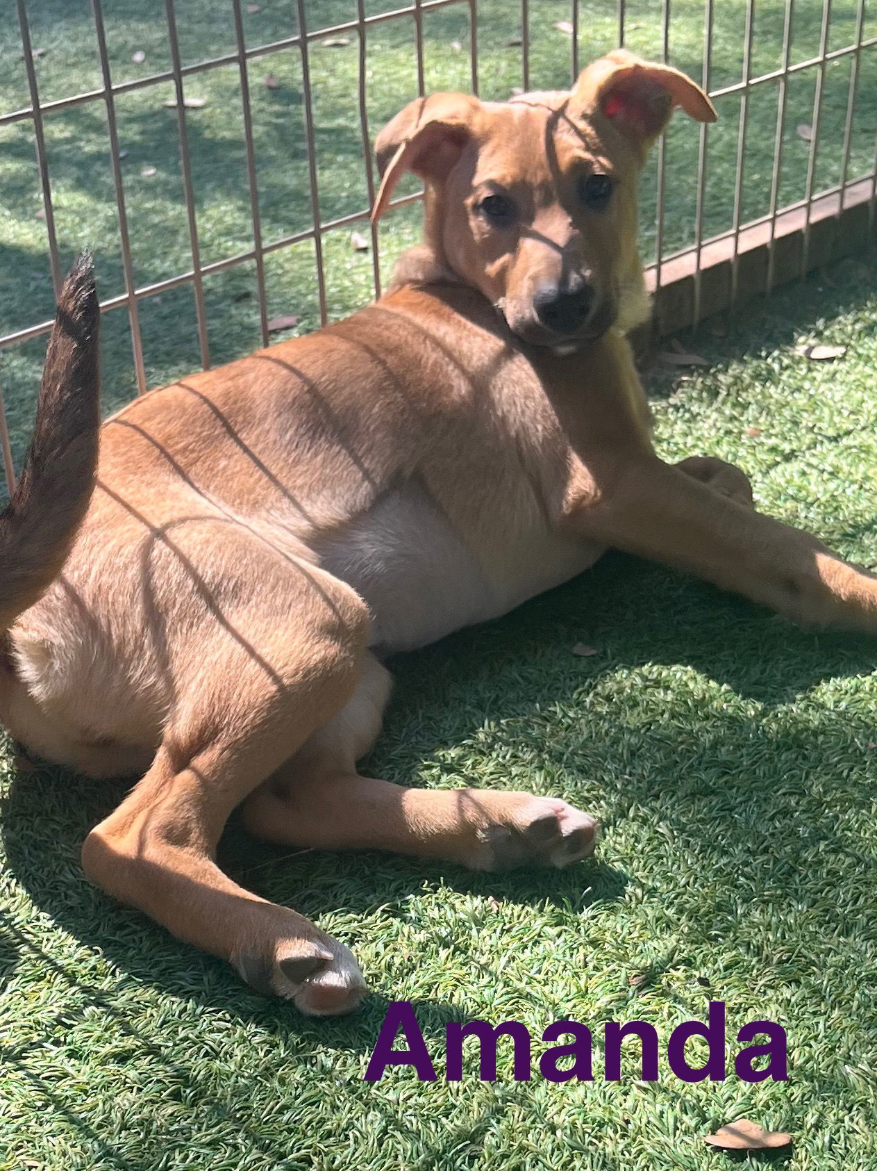 Amanda, an adoptable German Shepherd Dog, Vizsla in Pipe Creek, TX, 78063 | Photo Image 3