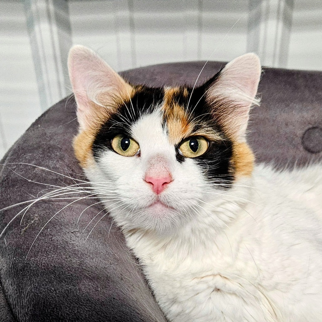 Kimchi, an adoptable Domestic Short Hair in Sheridan, WY, 82801 | Photo Image 1