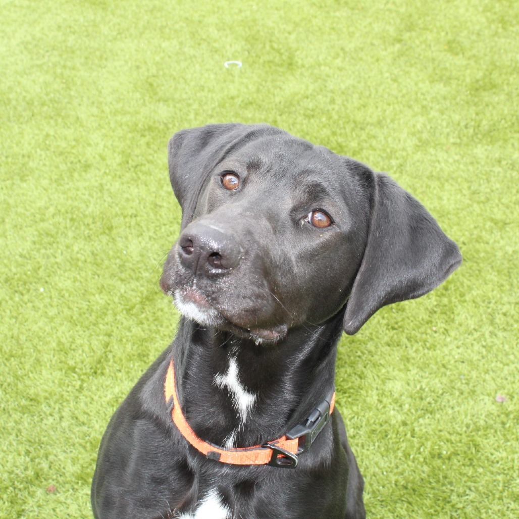 Ruby May*, an adoptable Black Labrador Retriever in Cody, WY, 82414 | Photo Image 1