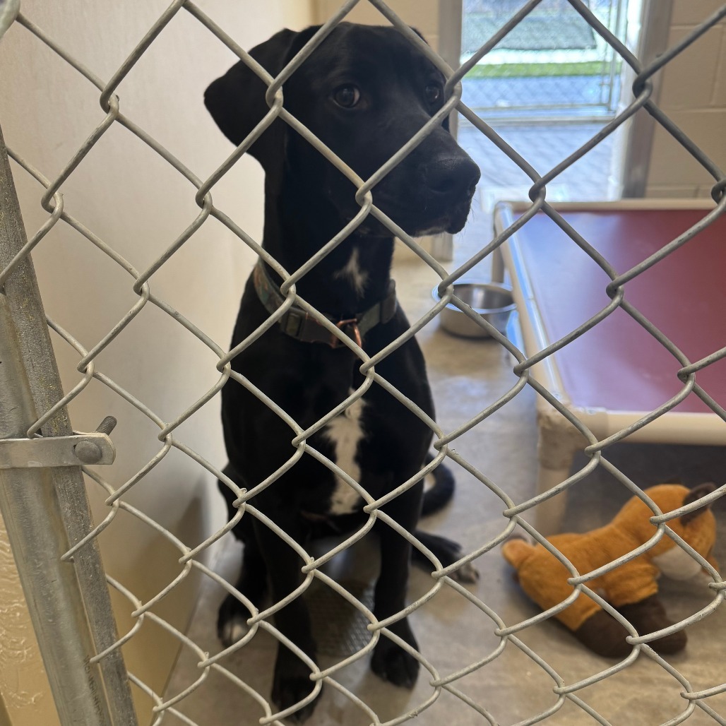 Ruby May*, an adoptable Black Labrador Retriever in Cody, WY, 82414 | Photo Image 2
