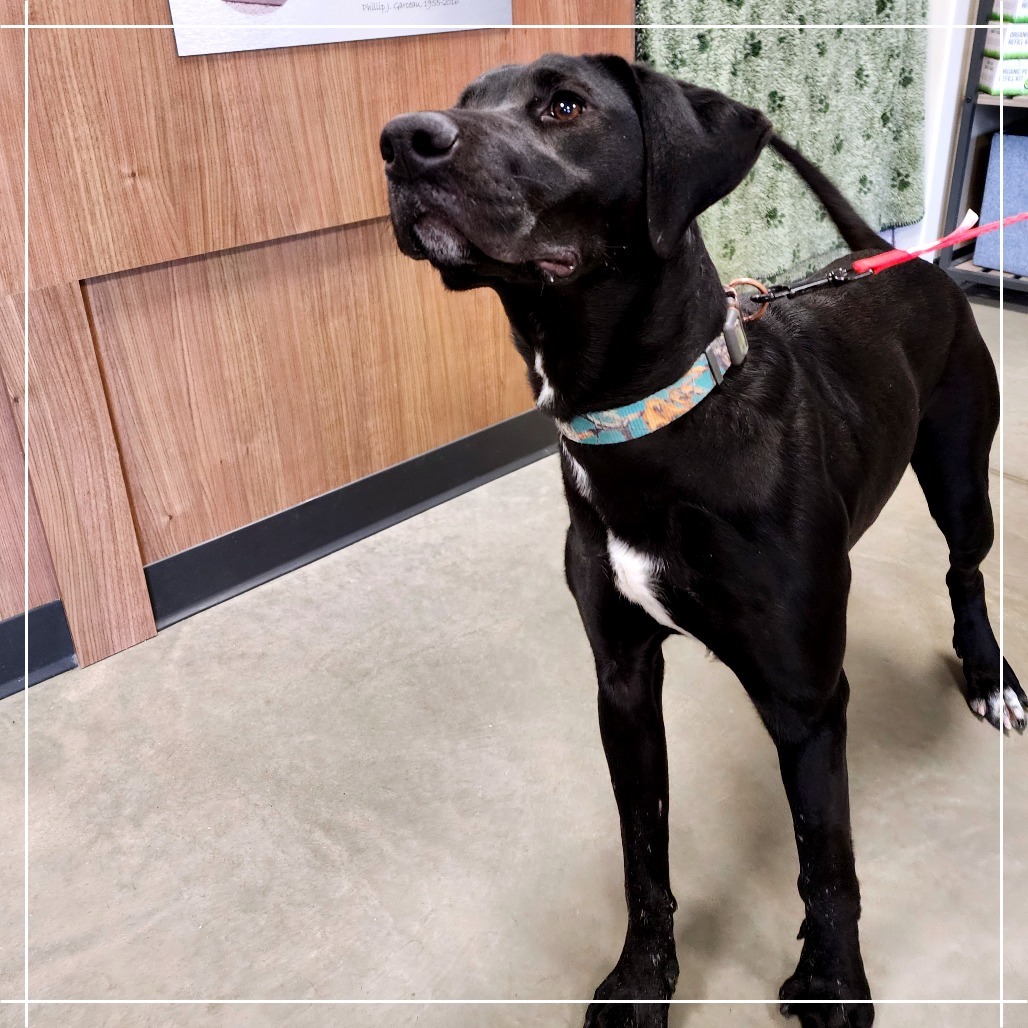 Ruby May*, an adoptable Black Labrador Retriever in Cody, WY, 82414 | Photo Image 3