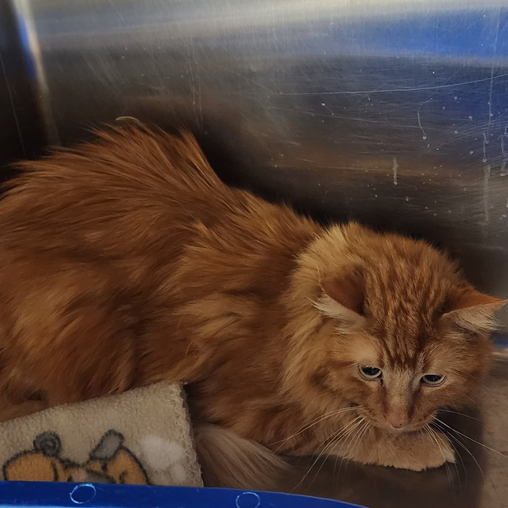 Scratchy*, an adoptable Domestic Long Hair in Cody, WY, 82414 | Photo Image 1