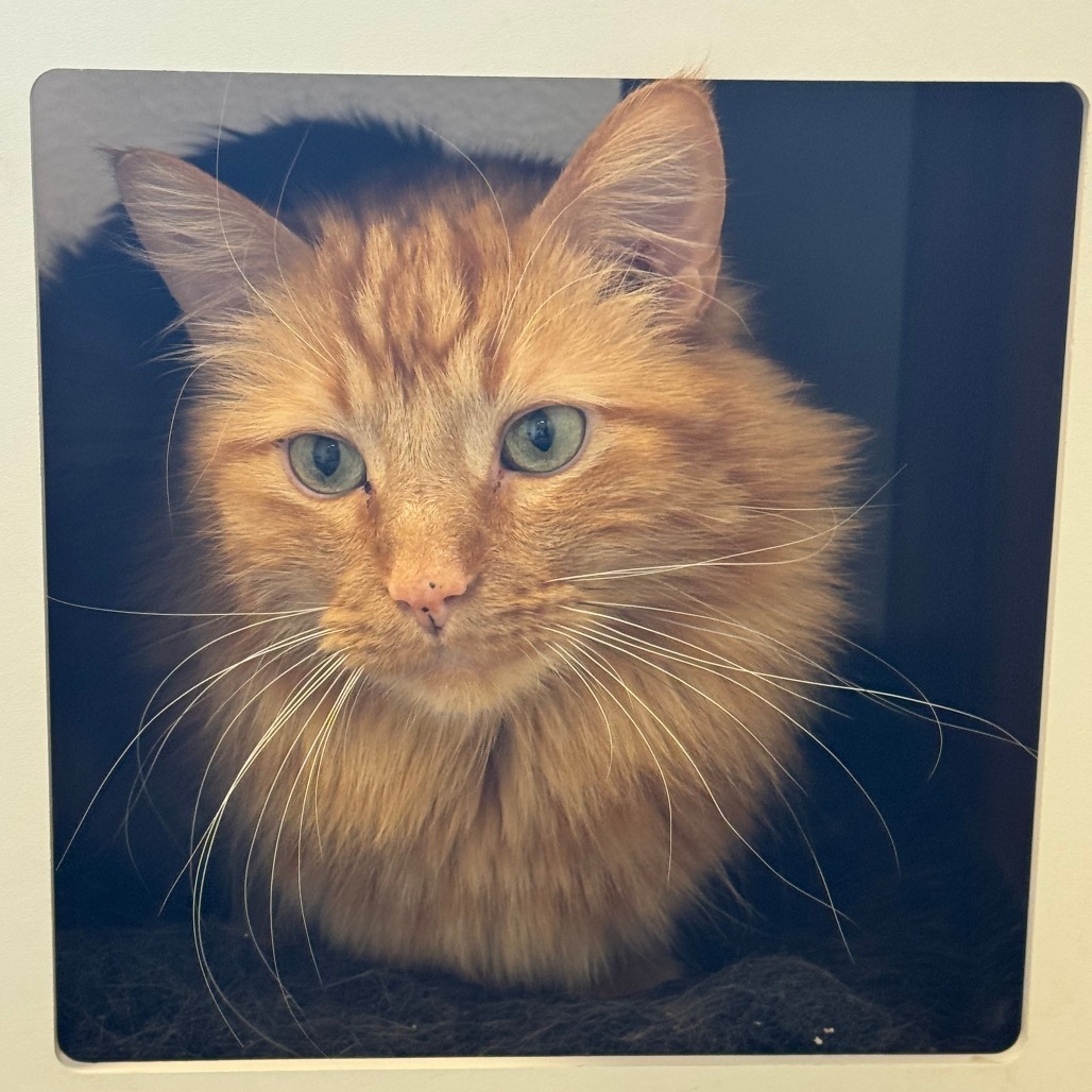 Scratchy*, an adoptable Domestic Long Hair in Cody, WY, 82414 | Photo Image 1