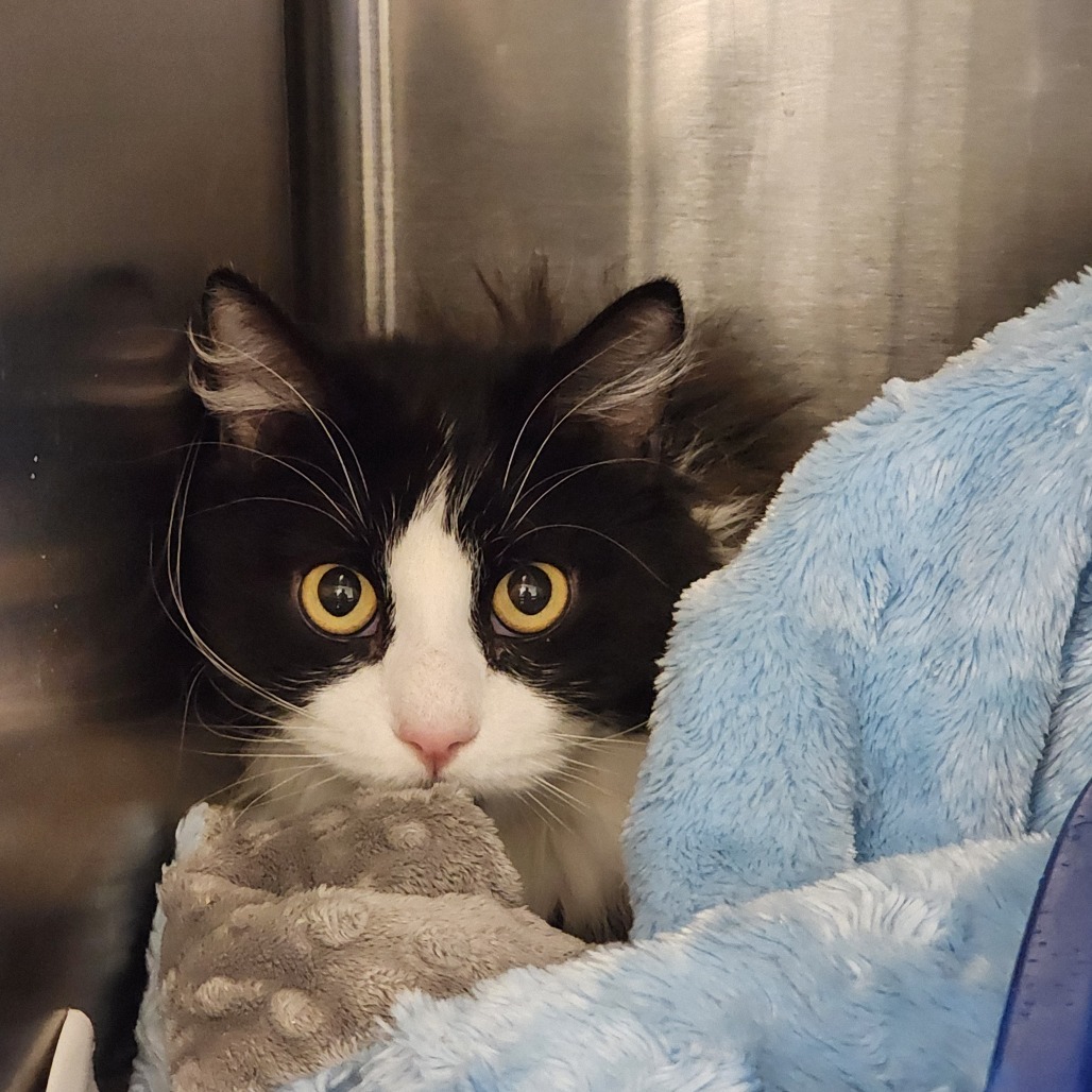 Sawyer*, an adoptable Domestic Long Hair in Cody, WY, 82414 | Photo Image 1