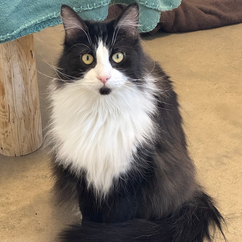 Sawyer*, an adoptable Domestic Long Hair in Cody, WY, 82414 | Photo Image 1