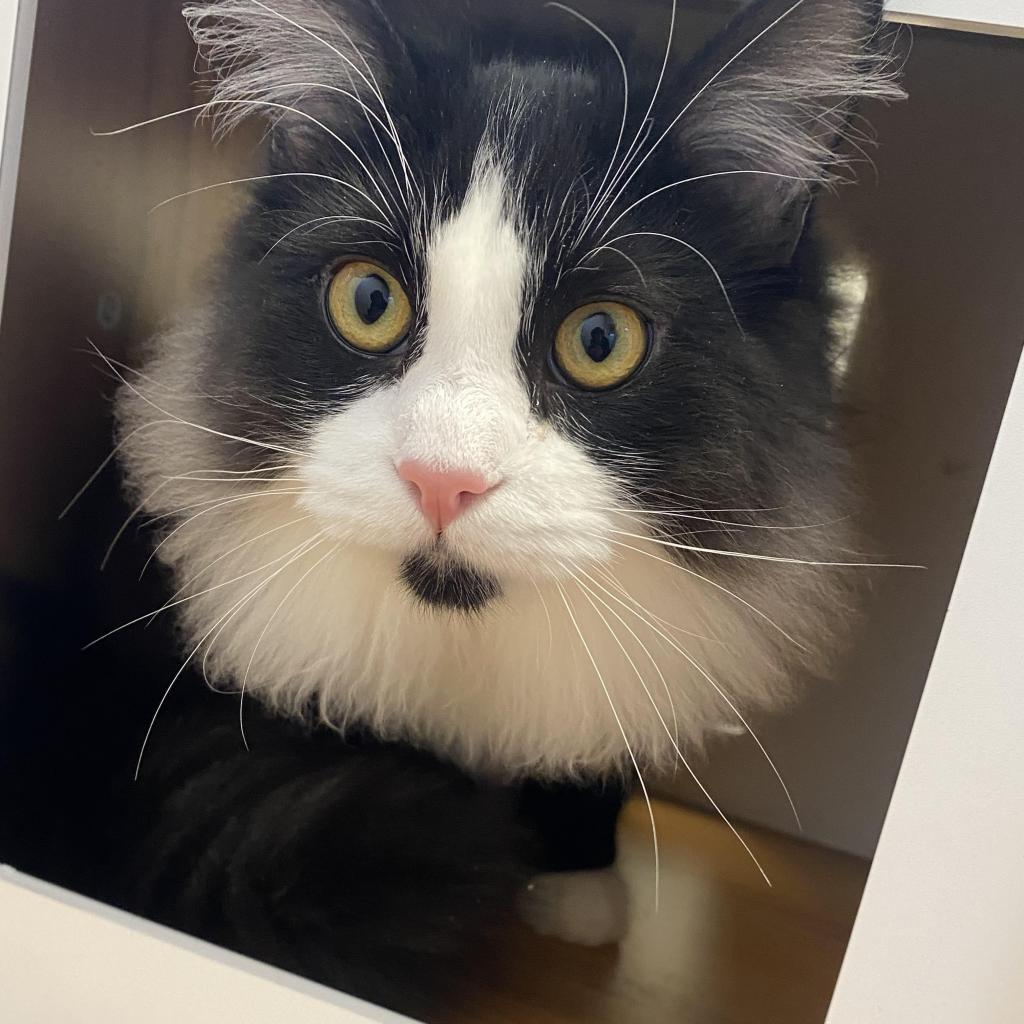 Sawyer*, an adoptable Domestic Long Hair in Cody, WY, 82414 | Photo Image 2