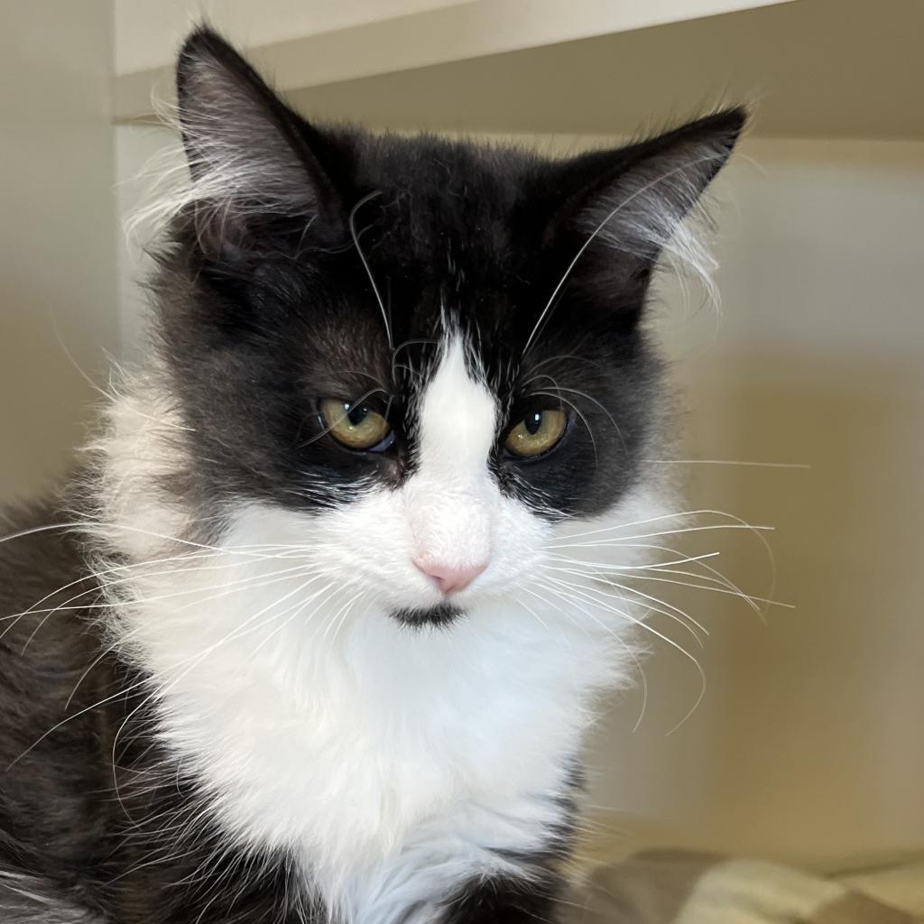 Sawyer*, an adoptable Domestic Long Hair in Cody, WY, 82414 | Photo Image 3