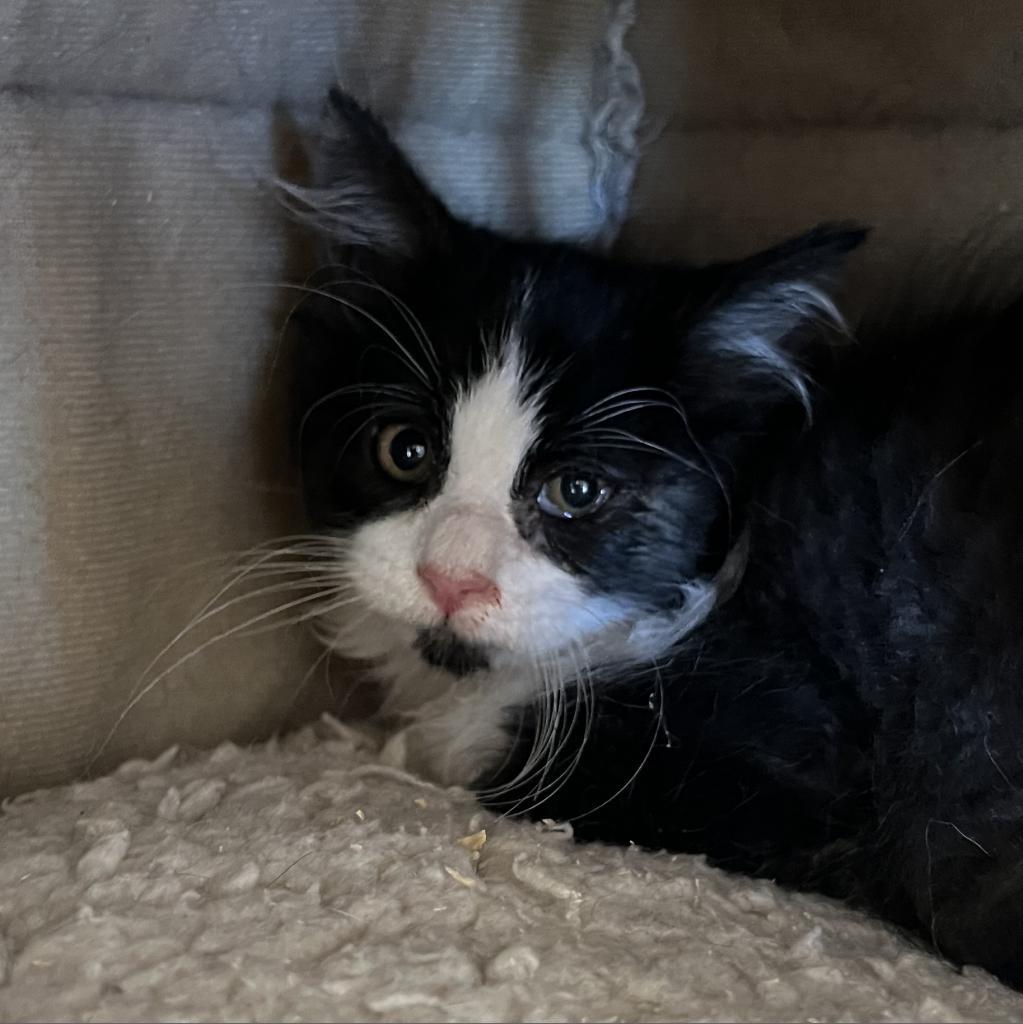 Sawyer*, an adoptable Domestic Long Hair in Cody, WY, 82414 | Photo Image 4