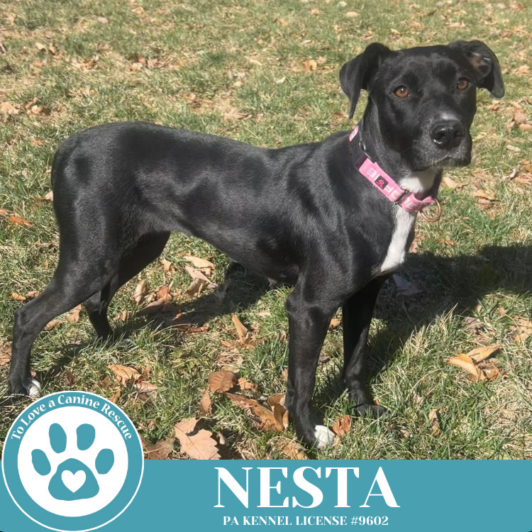 Nesta 031525