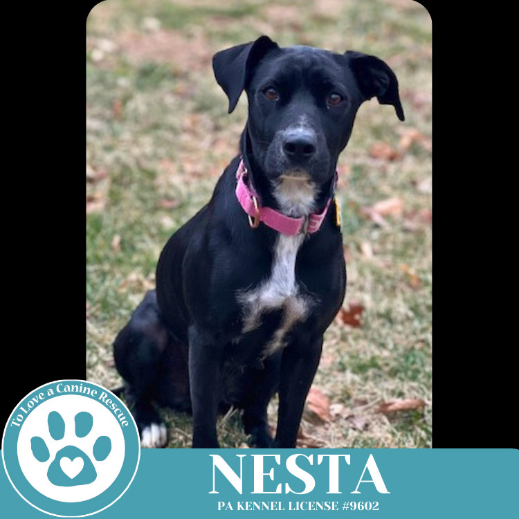 Nesta 031525