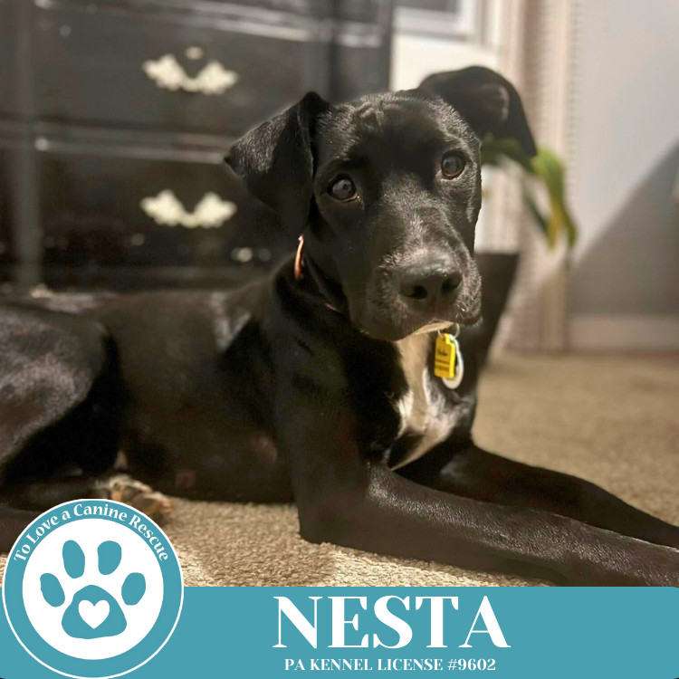 Nesta 031525