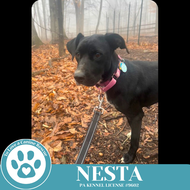 Nesta 031525