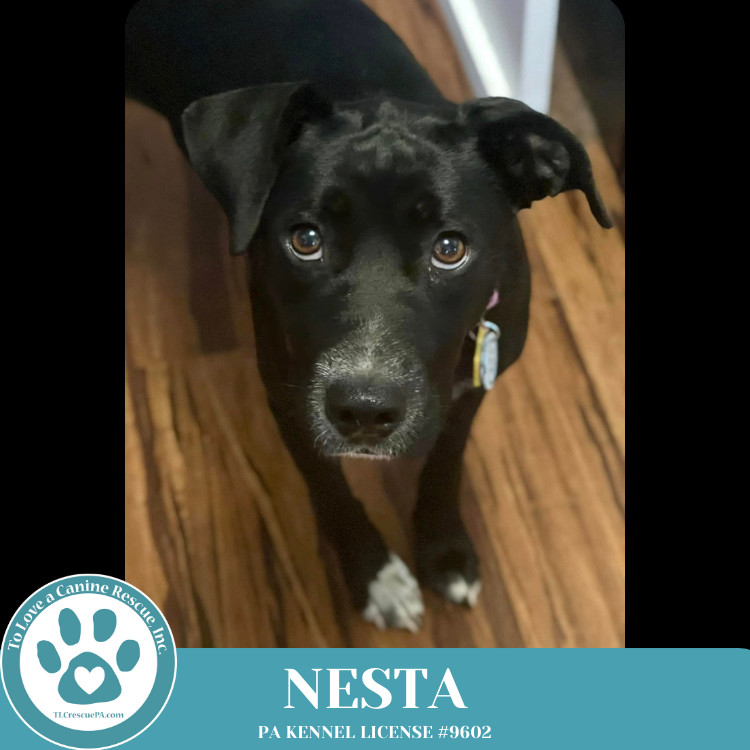 Nesta 031525