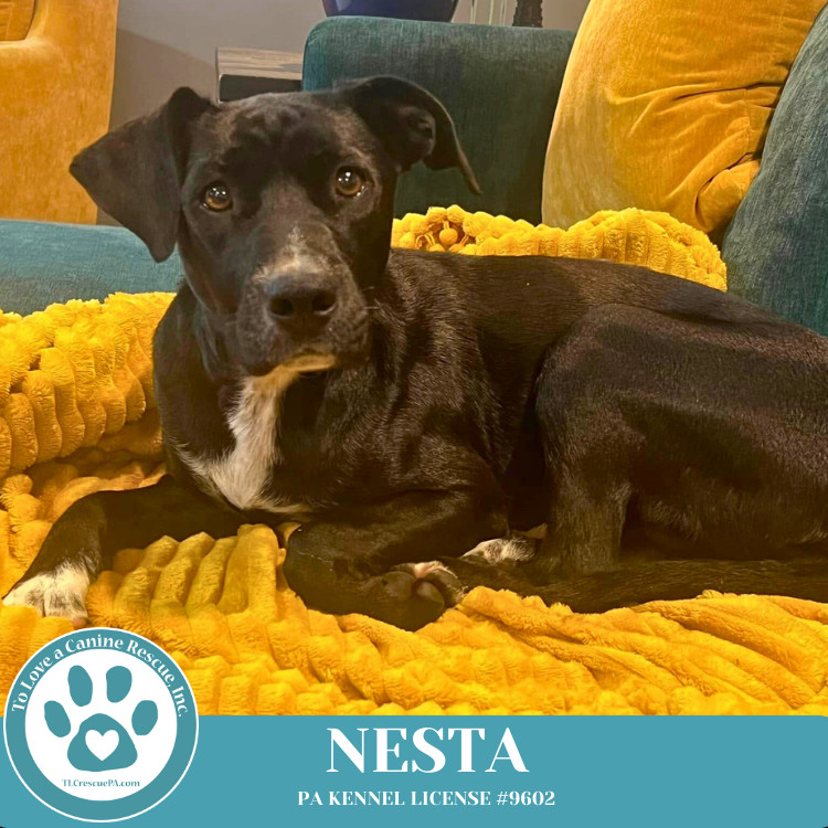 Nesta 031525