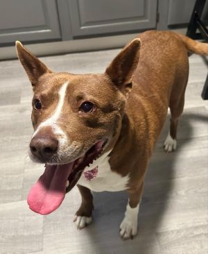 Dixie, Young Female Terrier
