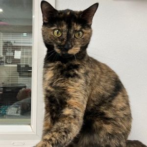 Blossom, Adult Female Domestic Short Hair