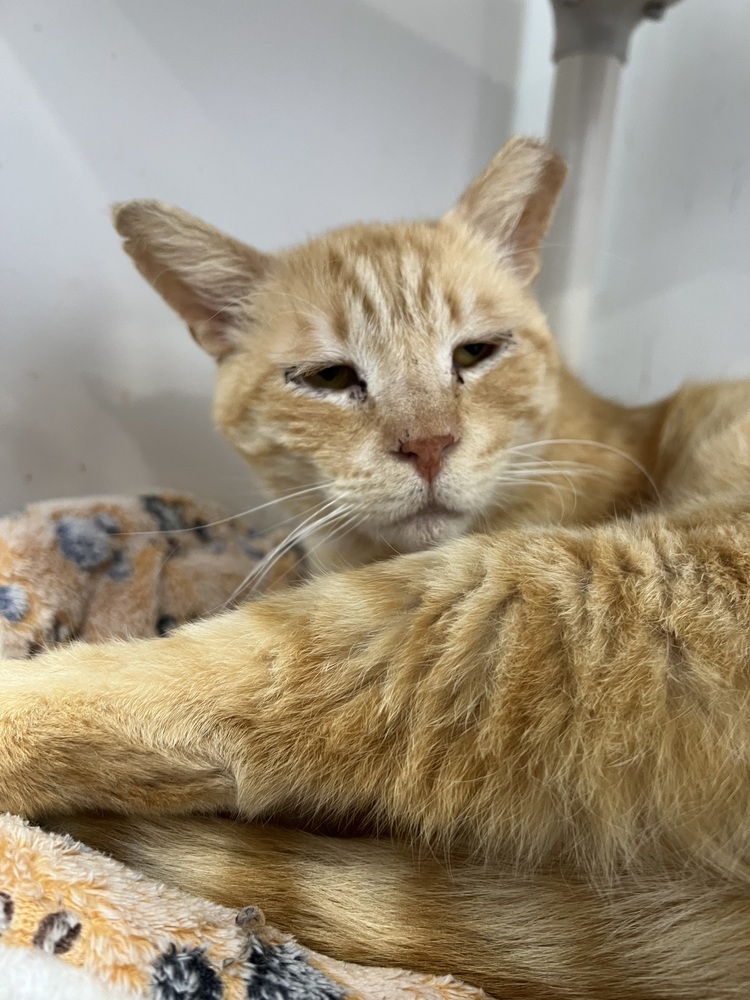 Moby, an adoptable Domestic Short Hair, Tabby in Oakdale, CA, 95361 | Photo Image 1