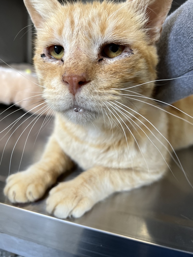 Moby, an adoptable Domestic Short Hair, Tabby in Oakdale, CA, 95361 | Photo Image 3