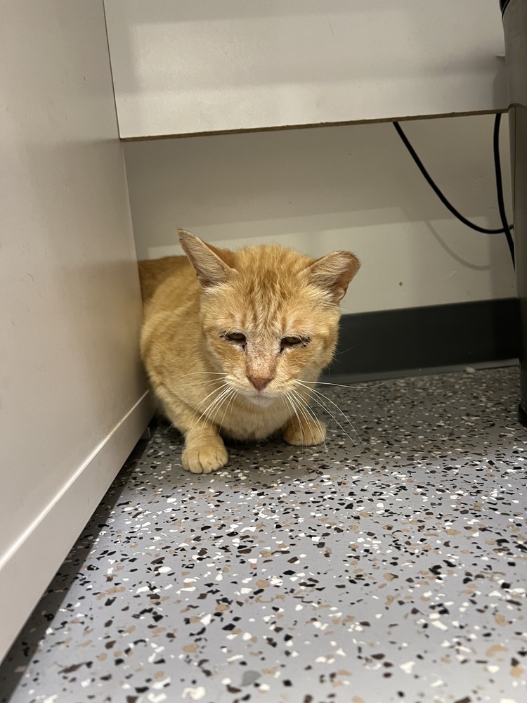 Moby, an adoptable Domestic Short Hair, Tabby in Oakdale, CA, 95361 | Photo Image 4
