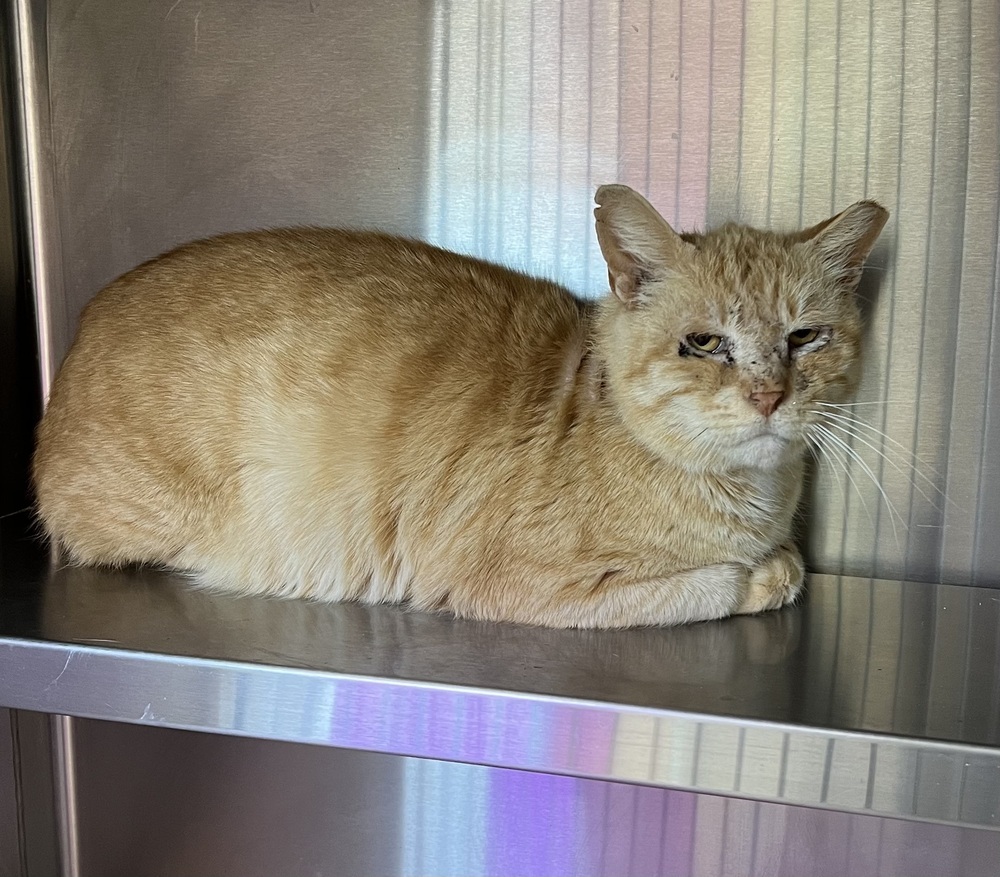 Moby, an adoptable Domestic Short Hair, Tabby in Oakdale, CA, 95361 | Photo Image 5