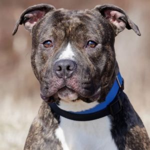 Krampus, Adult Male Pit Bull Terrier