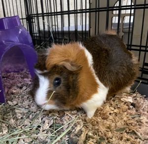 Joga-bonded to Boga Guinea Pig Small & Furry