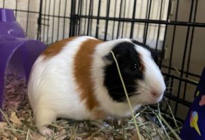 Boga-Bonded to Joga Guinea Pig Small & Furry