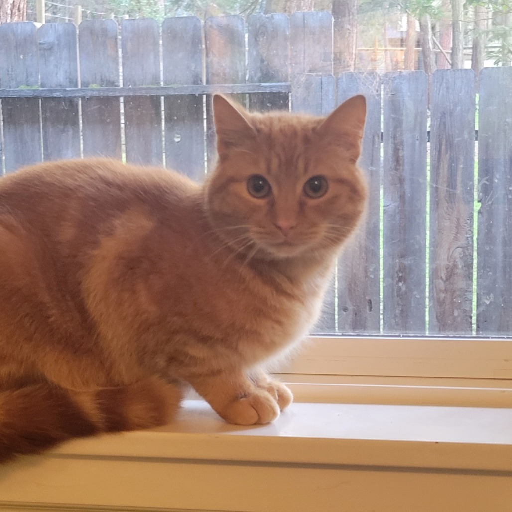 Pumpkin, an adoptable Domestic Short Hair in Ashland, OR, 97520 | Photo Image 1