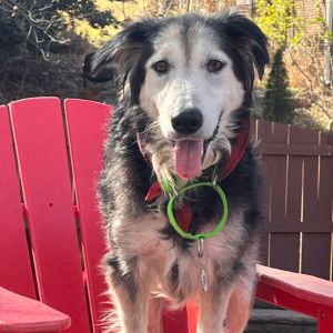 Zuzu, Senior Female Mixed Breed