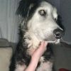 Zuzu photo 4