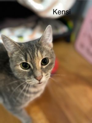 Kensi, Adult Female Domestic Short Hair