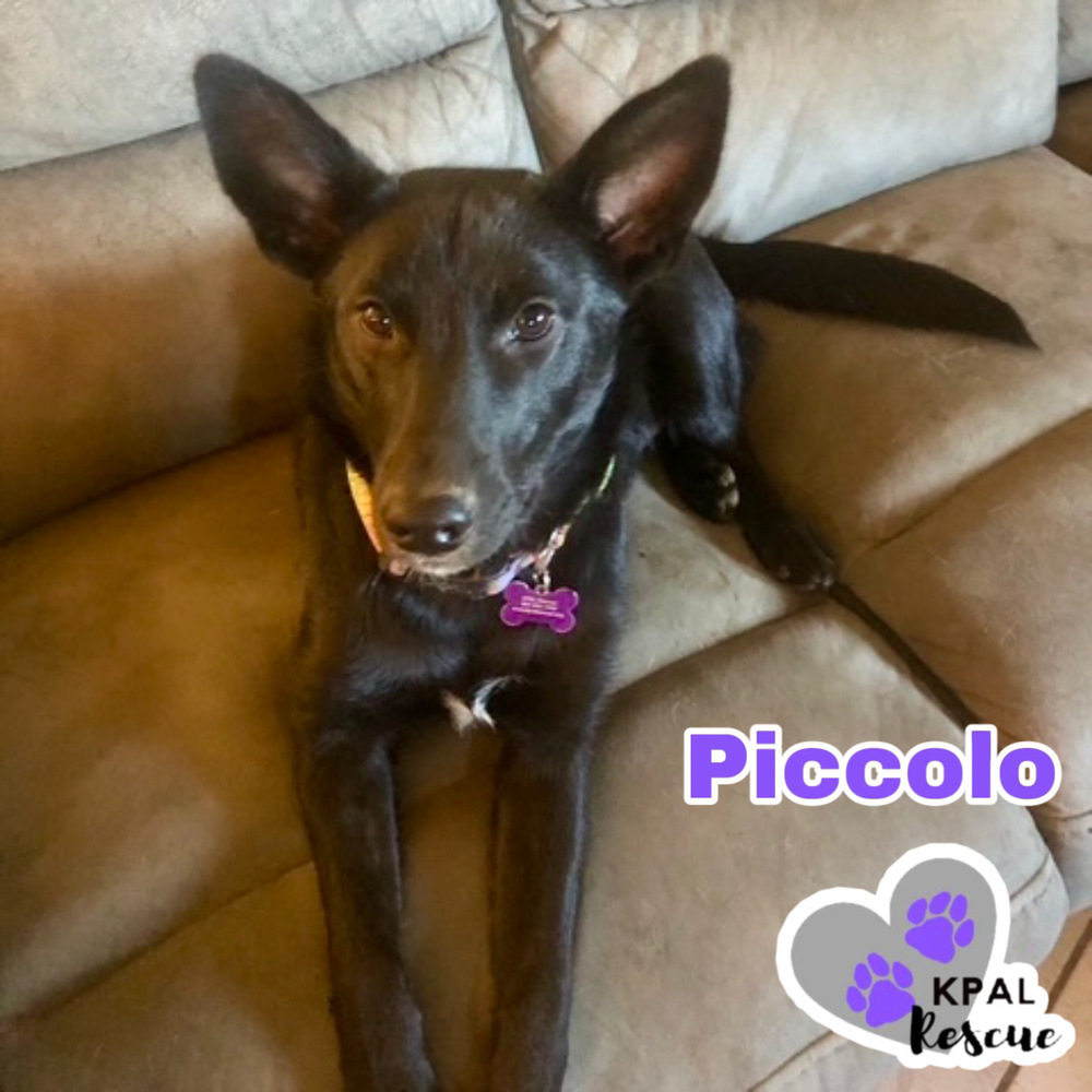 Piccolo - Woodwinds Litter, an adoptable Husky, Shepherd in Kenai, AK, 99611 | Photo Image 1