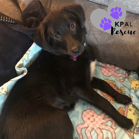 Piccolo - Woodwinds Litter, an adoptable Husky, Shepherd in Kenai, AK, 99611 | Photo Image 2