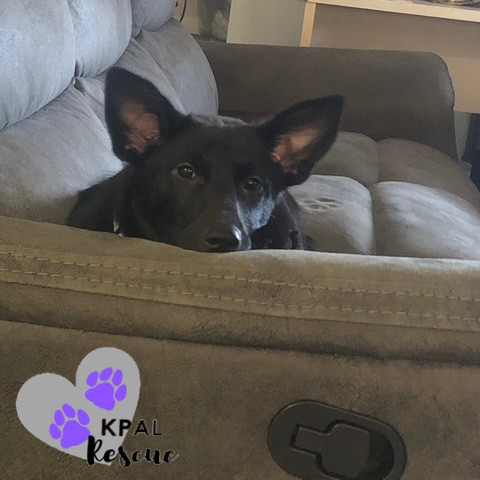 Piccolo - Woodwinds Litter, an adoptable Husky, Shepherd in Kenai, AK, 99611 | Photo Image 3