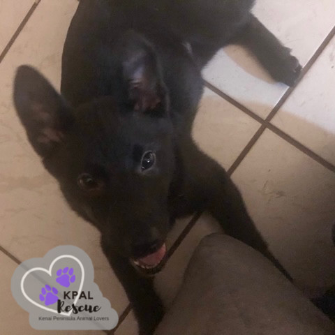 Piccolo - Woodwinds Litter, an adoptable Husky, Shepherd in Kenai, AK, 99611 | Photo Image 6