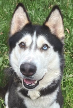 Say hello to Kiki a stunning two-year-old Husky girl with a gorgeous coat and a captivating work of