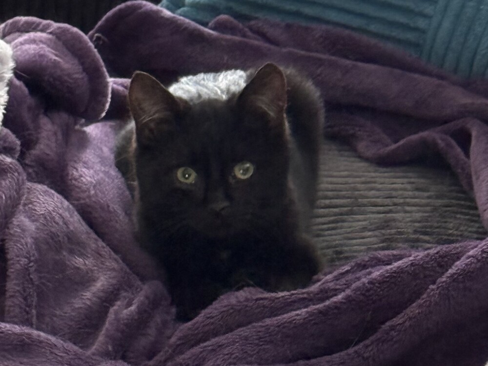 Kitten: Captain Crunch *Must have another cat in the home!*