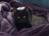 Kitten: Captain Crunch *Must have another cat in the home!* photo 1