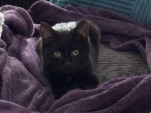 Kitten: Captain Crunch *Must have another cat in the home!*