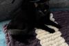 Kitten: Captain Crunch *Must have another cat in the home!* photo 2