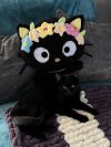 Kitten: Captain Crunch *Must have another cat in the home!* photo 2