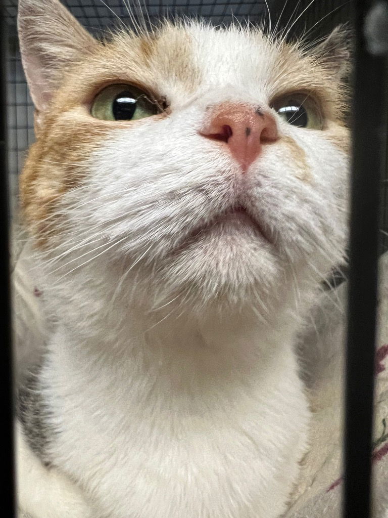 Annabelle AKA Anabelle