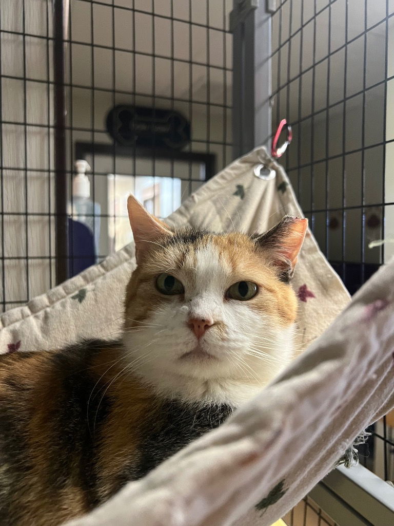 Annabelle AKA Anabelle