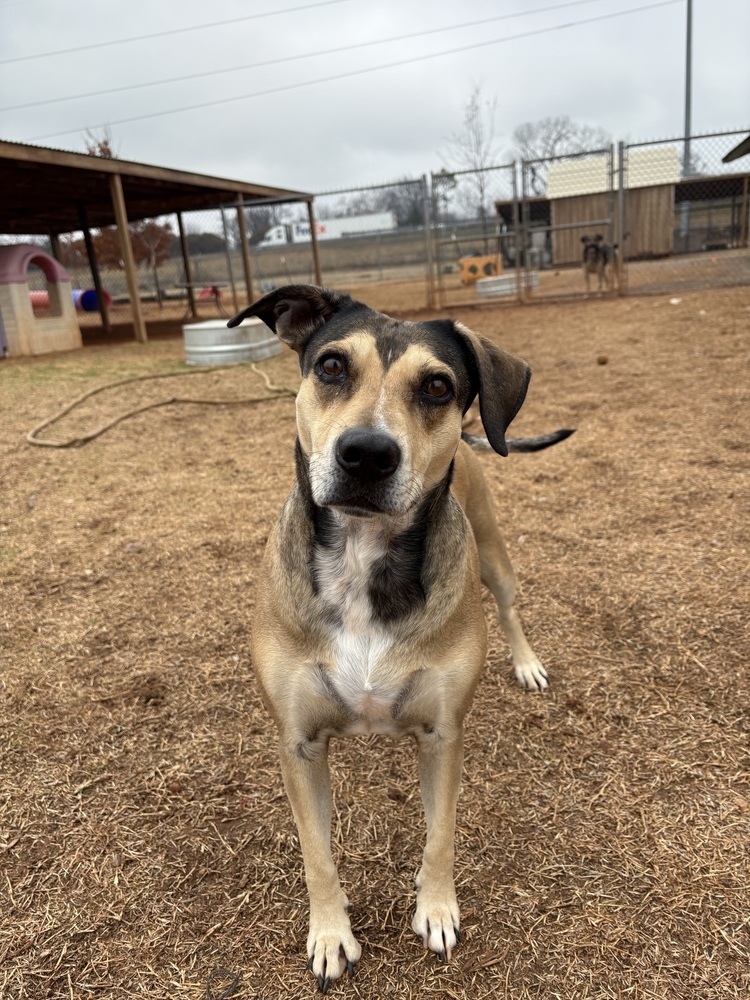 Rose, an adoptable Mixed Breed in Deerfield, WI, 53531 | Photo Image 1