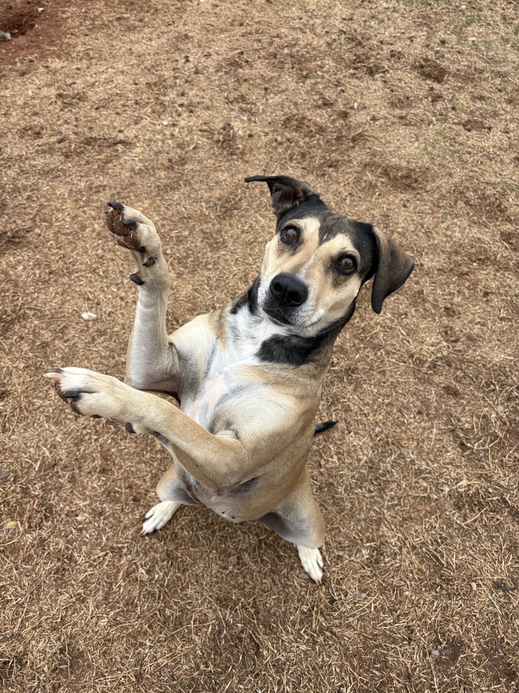 Rose, an adoptable Mixed Breed in Deerfield, WI, 53531 | Photo Image 2