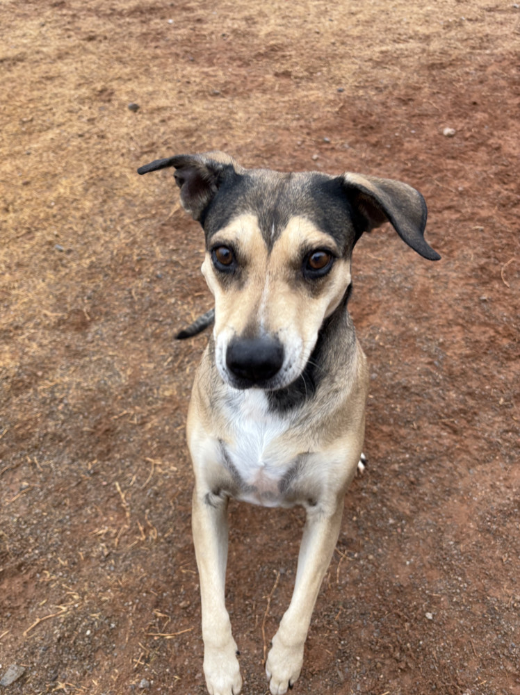 Rose, an adoptable Mixed Breed in Deerfield, WI, 53531 | Photo Image 3